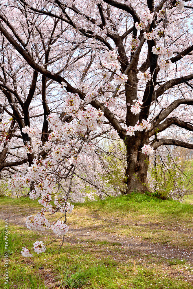 Fototapeta premium 桂の背割の桜