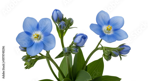 blue flowers with green leaves isolated on transparent background