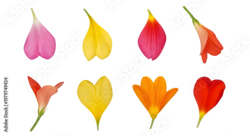 Collection of colorful tulip petals isolated on transparent background
