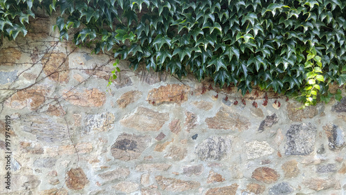 Stone Wall with Ivy Border Detail

