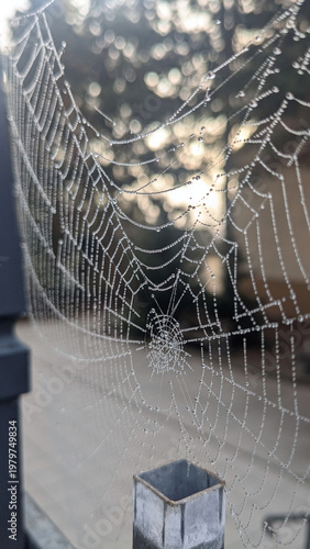 Spider Web with Dew Drops Close-Up

