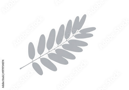 A single grey pinnate leaf with multiple rounded leaflets arranged along a central slender stalk