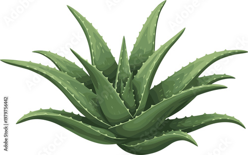 Realistic Aloe Vera Plant Illustration in Detailed Style for Health, Wellness, and Natural Remedies Concepts