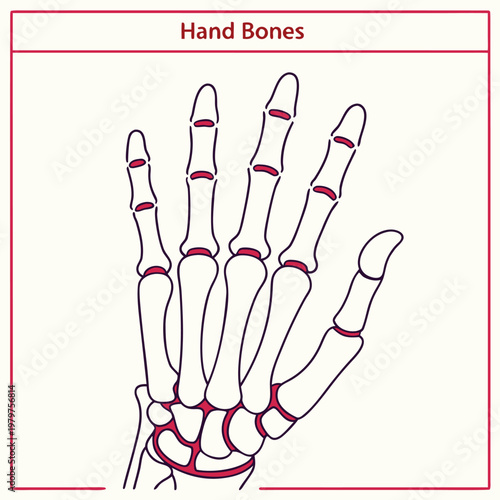 Diagram of human hand anatomy showing finger and wrist bones with phalanges