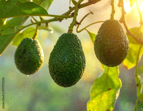 Three avocados hang from a tree branch; sunlight filtering through leaves