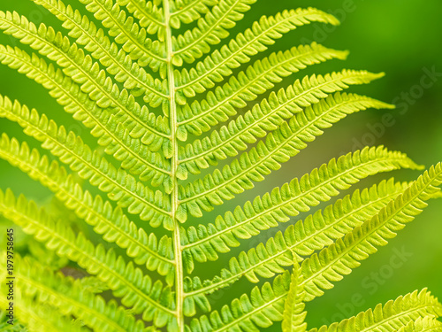 Natural green young ostrich fern or shuttlecock fern