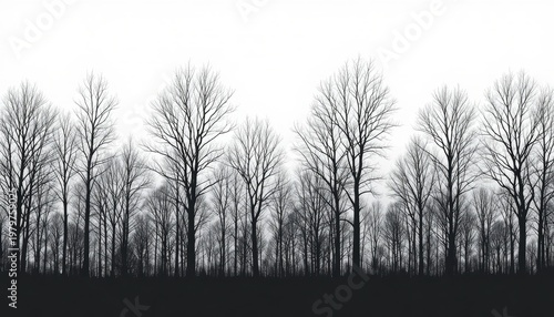 Silhouette of Leafless Trees Against a White Sky in a Monochrome Forest Landscape