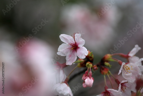 雨上がりの桜