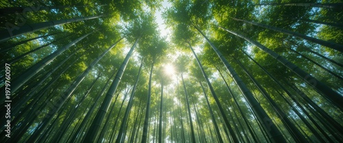 Sunlight Streaming Through Lush Bamboo Forest Creating a Serene Canopy of Greenery