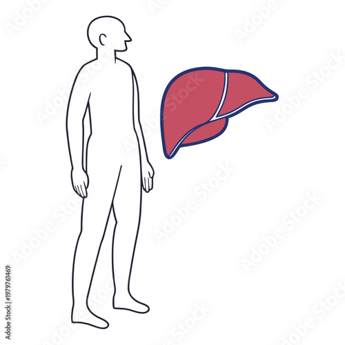 Medical illustration of a human liver next to a body silhouette for reference