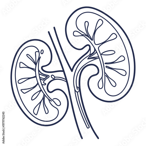 Anatomical line drawing of human kidneys showing internal renal structures