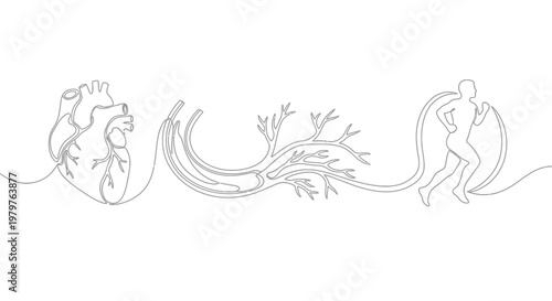 Continuous line drawing human heart lungs.