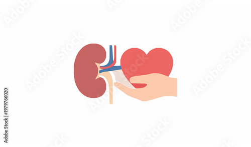 Kidney donation symbol vector illustration organ donate awareness design