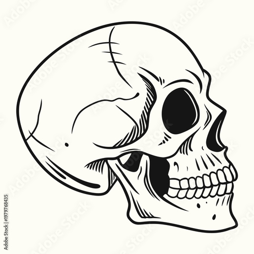 Anatomical human skull profile view black and white illustration with skeleton