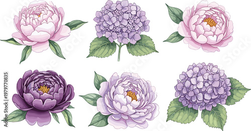 Elegant Peony and Hydrangea Flower Illustration Set with Soft Pastel Floral Elements for Wedding Decoration Botanical Design and Romantic Backgrounds
