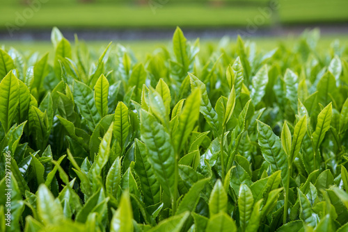 収穫を待つ春の茶畑