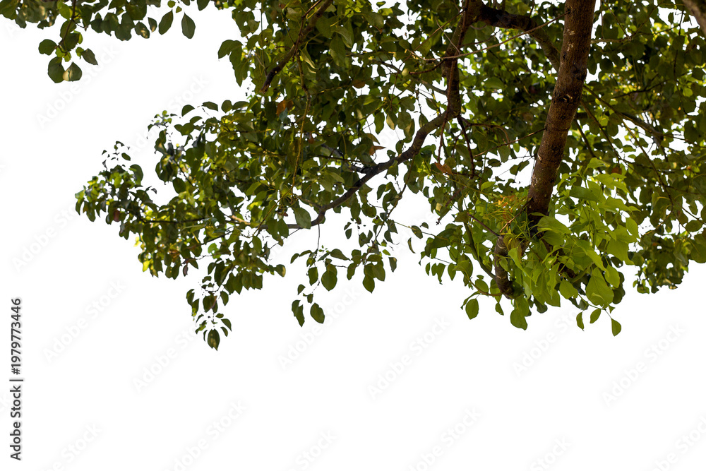 Fototapeta premium branch of a tree with leaves