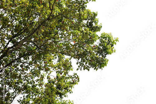 branch of a tree on transparent