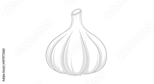 Single Garlic Bulb Illustration with Outline and Shading