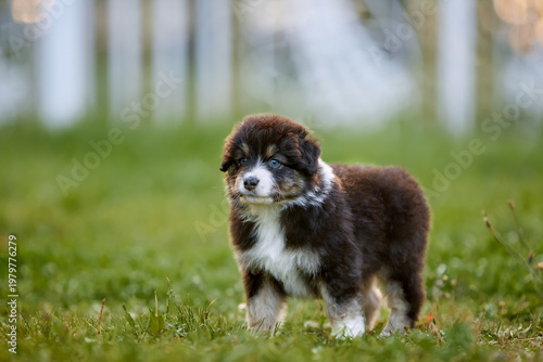 Foto Fluffy Australian Shepherd puppy stands on grass with blue eyes, curious express