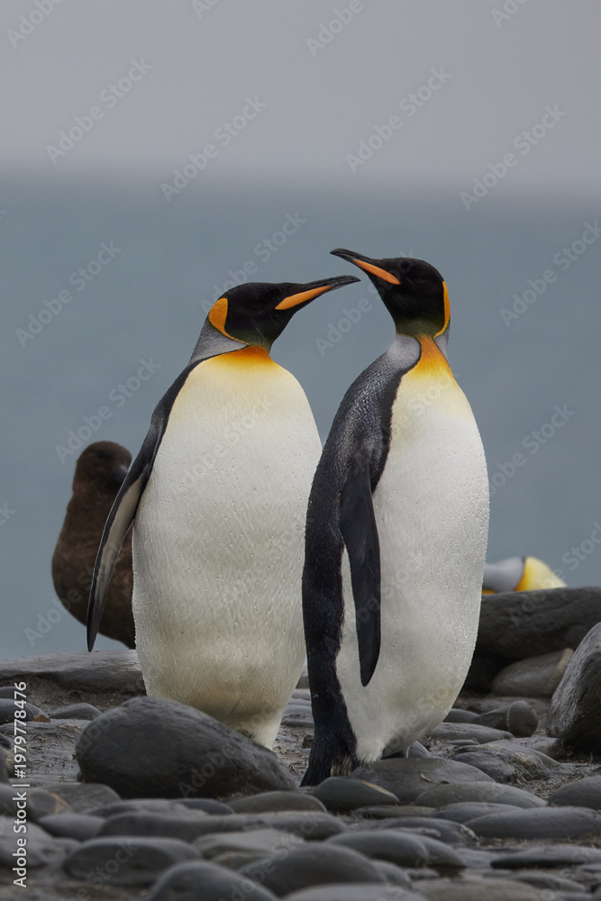 Fototapeta premium Antarktis, Tiere, Königspinguin, Pinguin