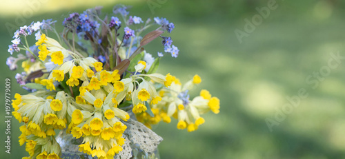 Wide spring floral banner with yellow primrose flowers