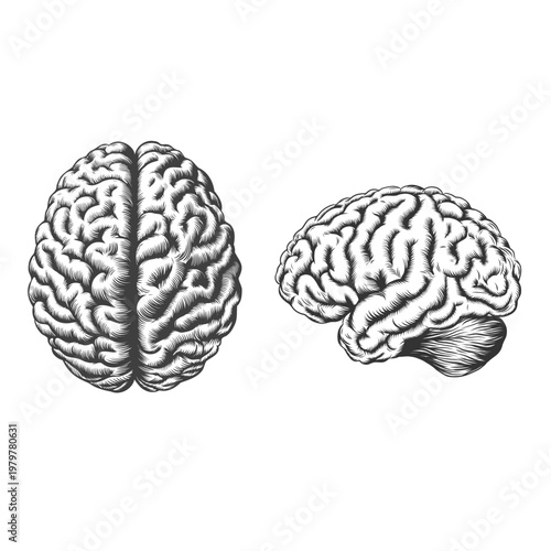 Front and side view of Human brain. Black and white Human brain anatomy in profile. Sketch illustration.