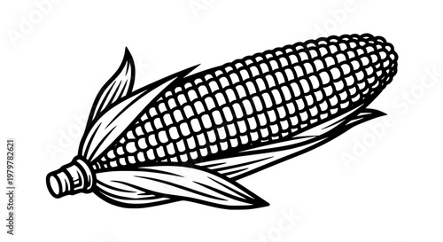 Corn on the cob, black and white line art vector, isolated fresh vegetable illustration