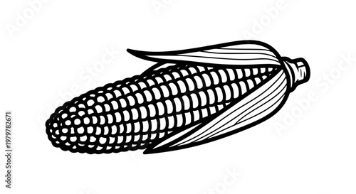 Corn on the cob, black and white line art vector, isolated fresh vegetable illustration