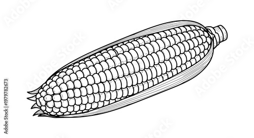Corn on the cob, black and white line art vector, isolated fresh vegetable illustration
