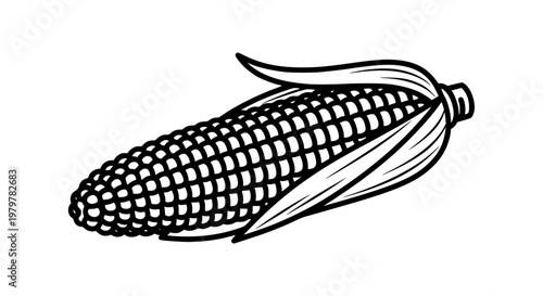 Corn on the cob, black and white line art vector, isolated fresh vegetable illustration