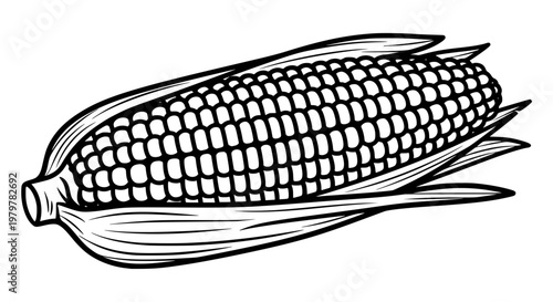 Corn on the cob, black and white line art vector, isolated fresh vegetable illustration