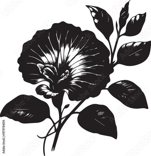 Butterfly Pea Flower clean black vector Illustration
