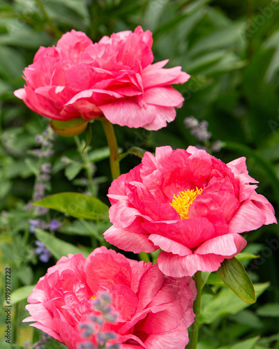 Bright pink peonies in lush summer garden, vertical floral background with vivid petals, natural outdoor bloom, romantic cottage garden mood, seasonal botanical scene, fresh greenery, no people