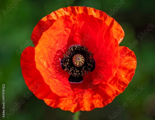 Vibrant red poppy bloom. Black center, green background. Close-up floral view