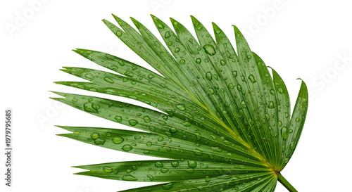 Green palm leaf with water droplets on transparent background transparent background