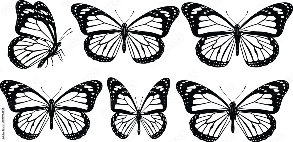 Fototapeta premium Elegant Butterfly Illustration Set Featuring Detailed Butterfly Wings for Nature, Wildlife, and Animal Graphics Designs.