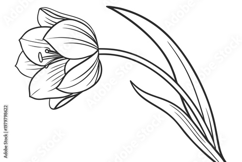 coloring page line art the tulip flower black vector