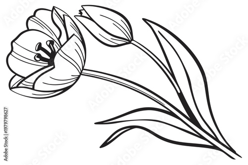 coloring page line art the tulip flower black vector