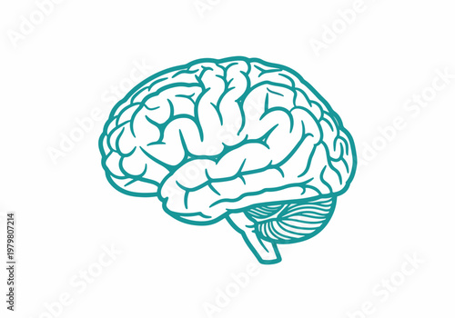 Detailed Illustration of Human Brain Anatomy.