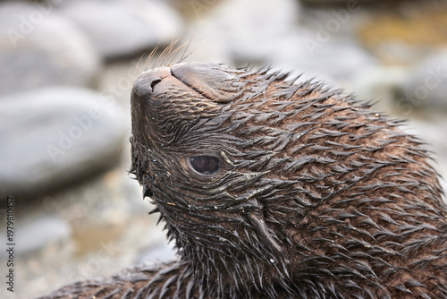 Antarktis, Tiere, Seelöwe, Jungtier