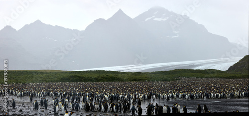 Antarktis, Tiere, Landschaft, Königspinguin, Pinguin