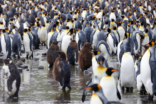 Antarktis, Tiere, Königspinguine, Mauser