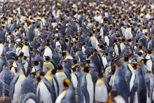 Antarktis, Tiere, Königspinguine, Pinguine