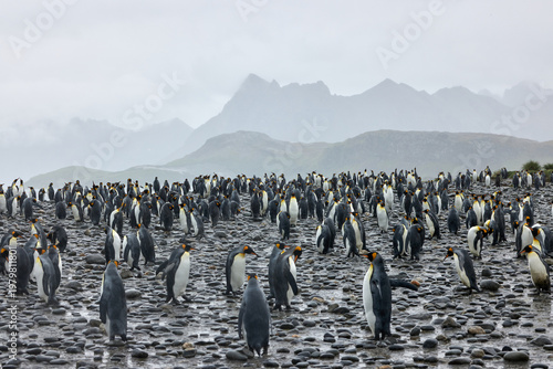 Antarktis, Tiere, Königspinguine, Pinguine
