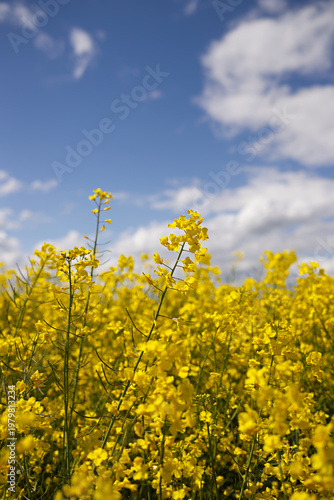 Yellow rapeseed field against a blue sky with clouds. Blooming canola flower in summer