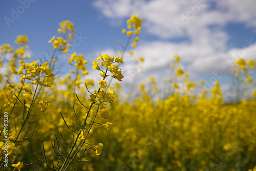 Yellow rapeseed field against a blue sky with clouds. Blooming canola flower in summer