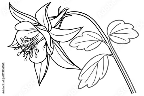 coloring page line art the columbine flower black vector