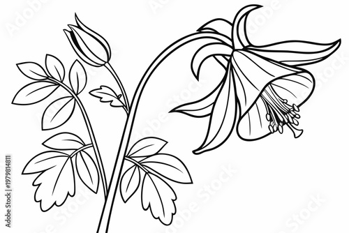 coloring page line art the columbine flower black vector