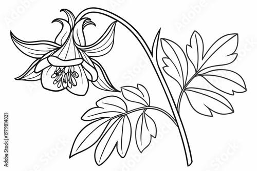 coloring page line art the columbine flower black vector